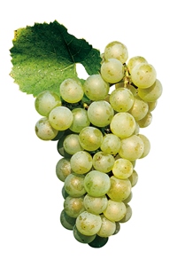 CHARDONNAY